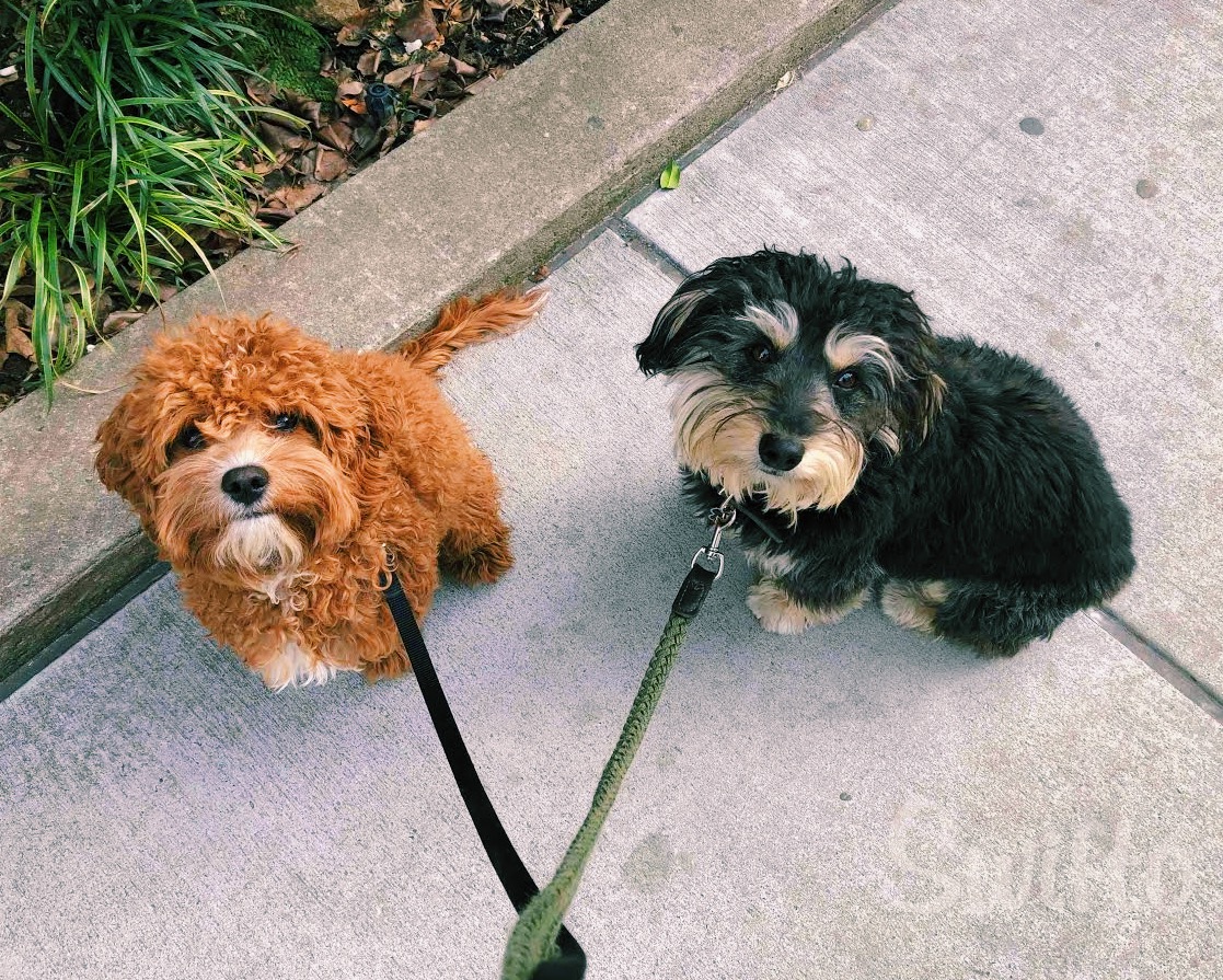 How Much Food and Water Should your Dog Eat and Drink a Day?